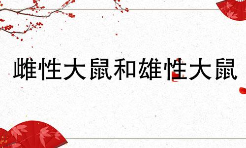 雌性大鼠和雄性大鼠