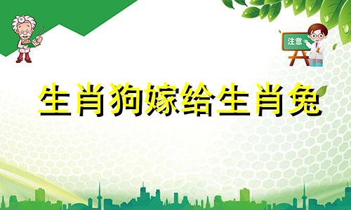 生肖狗嫁给生肖兔