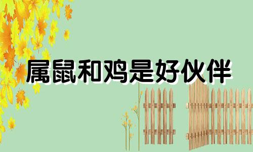 属鼠和鸡是好伙伴