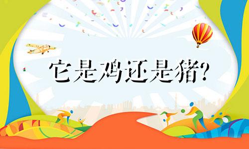 它是鸡还是猪?