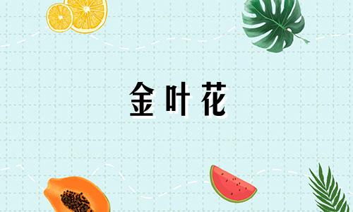 金叶花