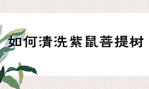 如何清洗紫鼠菩提树