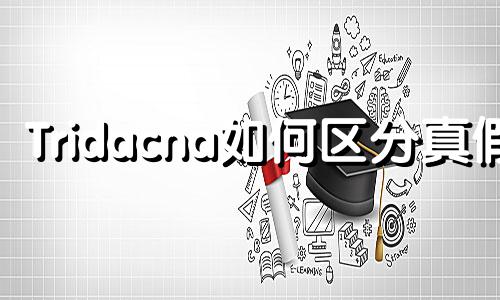 Tridacna如何区分真假?