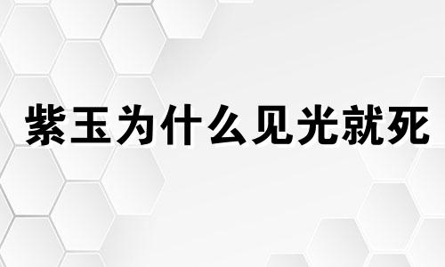 紫玉为什么见光就死
