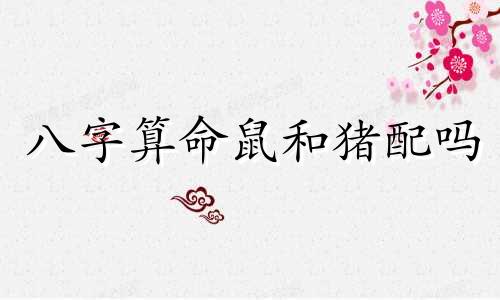 八字算命鼠和猪配吗 男鼠女猪为最佳婚配吗,女猪男老鼠八字合婚