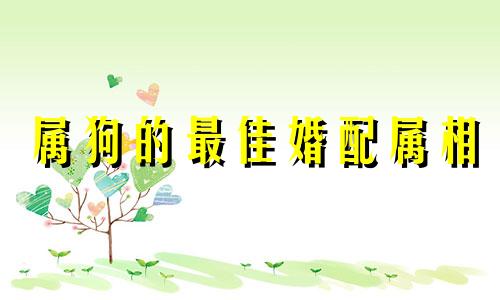 属狗的最佳婚配属相 1994年出生的狗与哪个属相最配